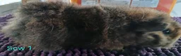 Guinea Pig rodents for sale: Rex and Funky boars and sows - Advert 6