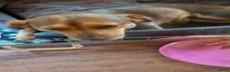 Mixed Breed dogs for adoption: Julita  in Saint Leonards-on-sea - Advert 2