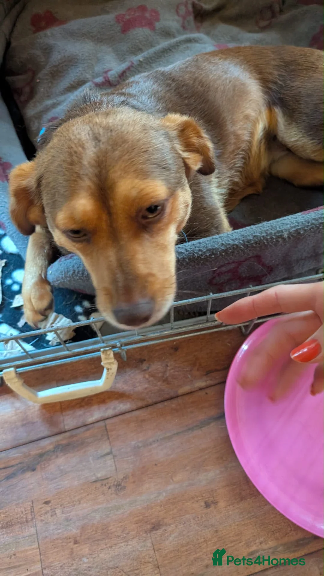 Mixed Breed dogs for adoption: Julita  in Saint Leonards-on-sea - Advert 2