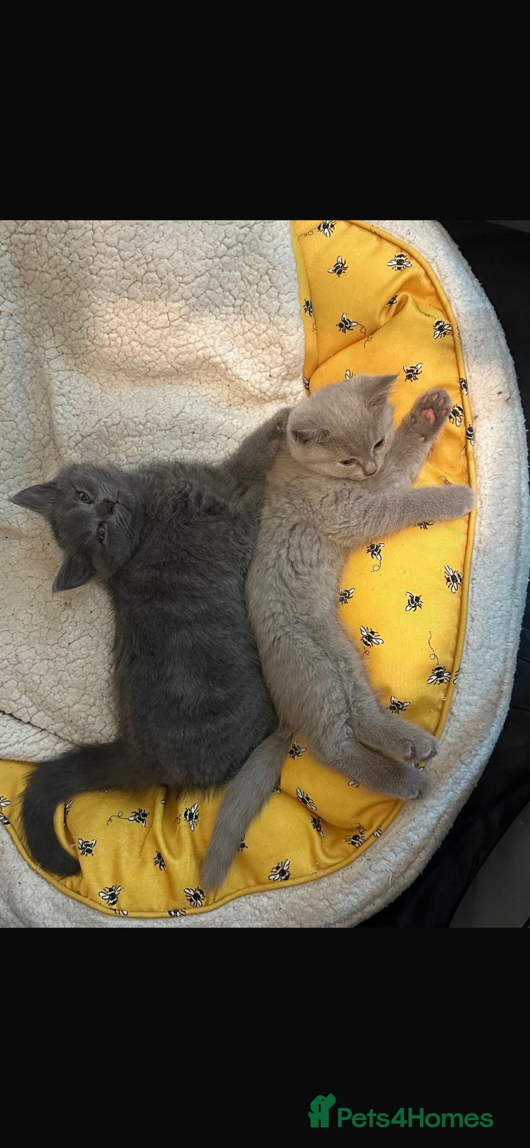 British Shorthair cats for sale: British shorthair - Image 7