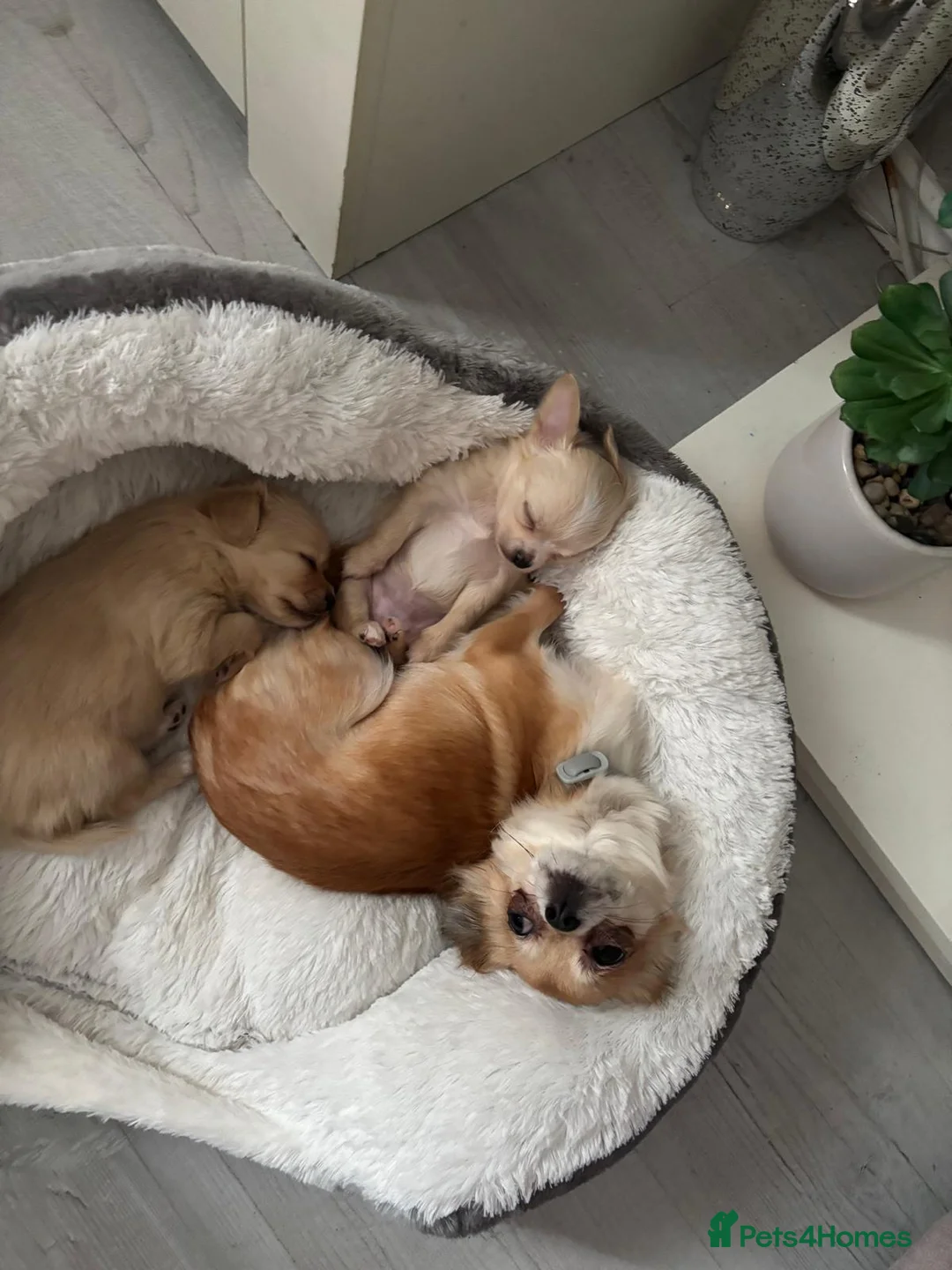 Chihuahua dogs for sale: Beautiful  **  chihuahua girls - Advert 11