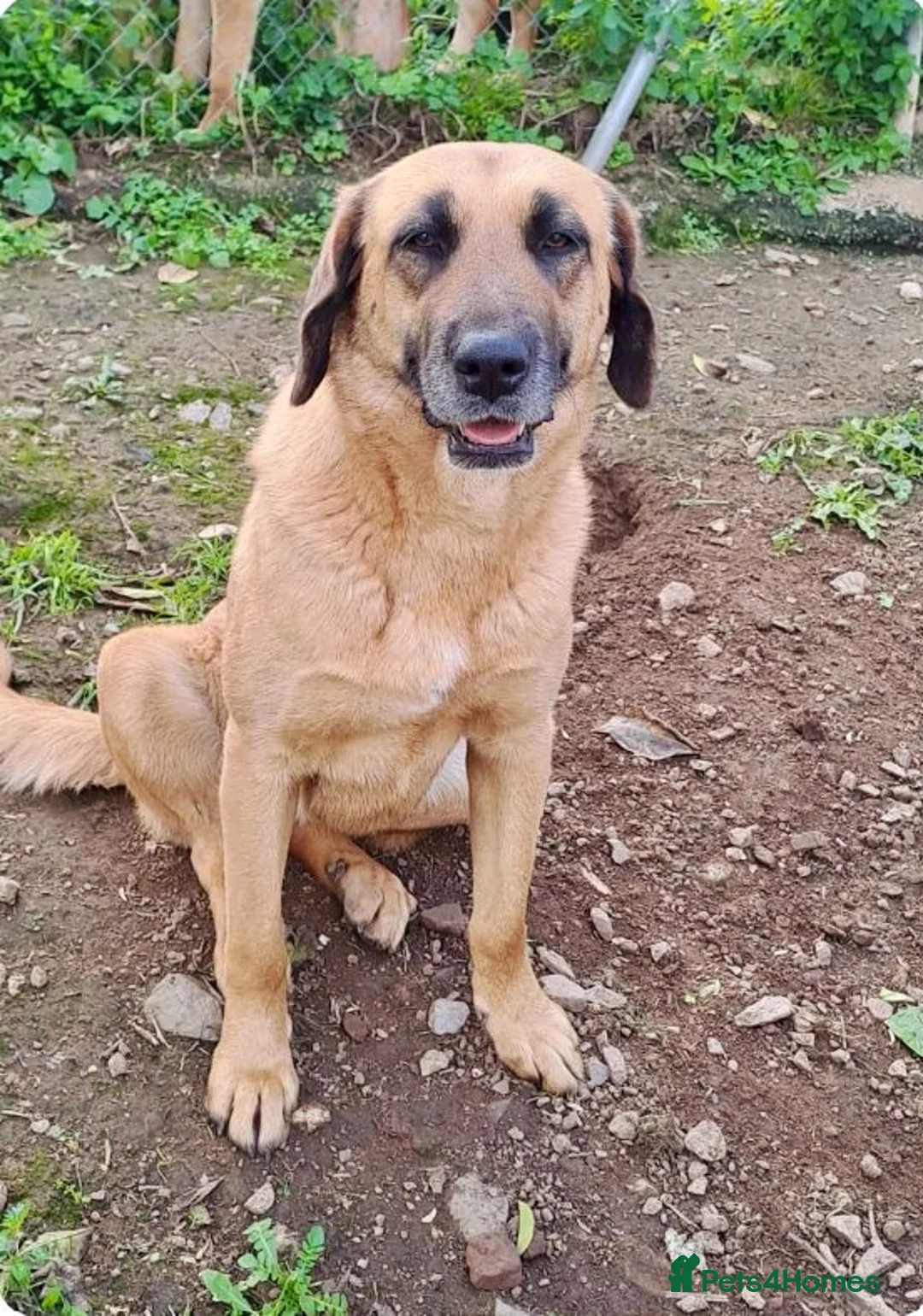 Mixed Breed dogs for adoption:  Meet Julio 😍 - Advert 1