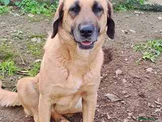 Mixed Breed dogs Meet Julio 😍 - Advert 2