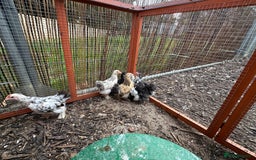 Chickens poultry for sale: Beautiful Pekin bantams!!  - Image 4