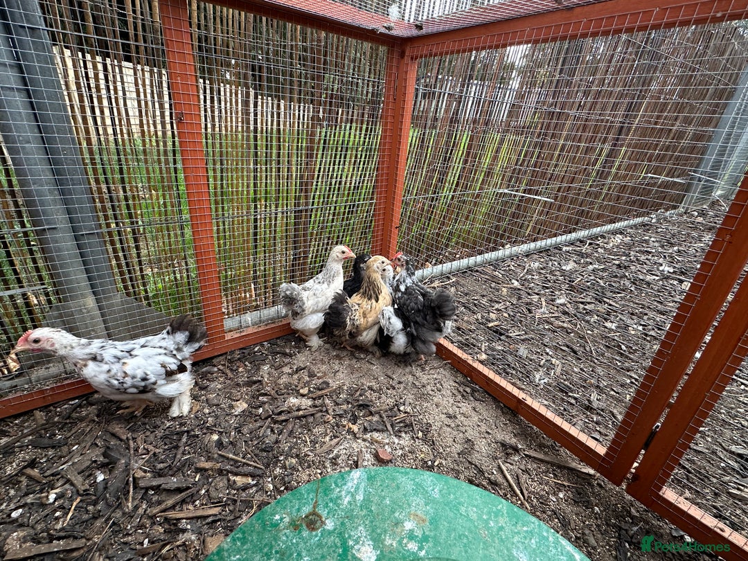 Chickens poultry for sale: Beautiful Pekin bantams!!  - Image 4