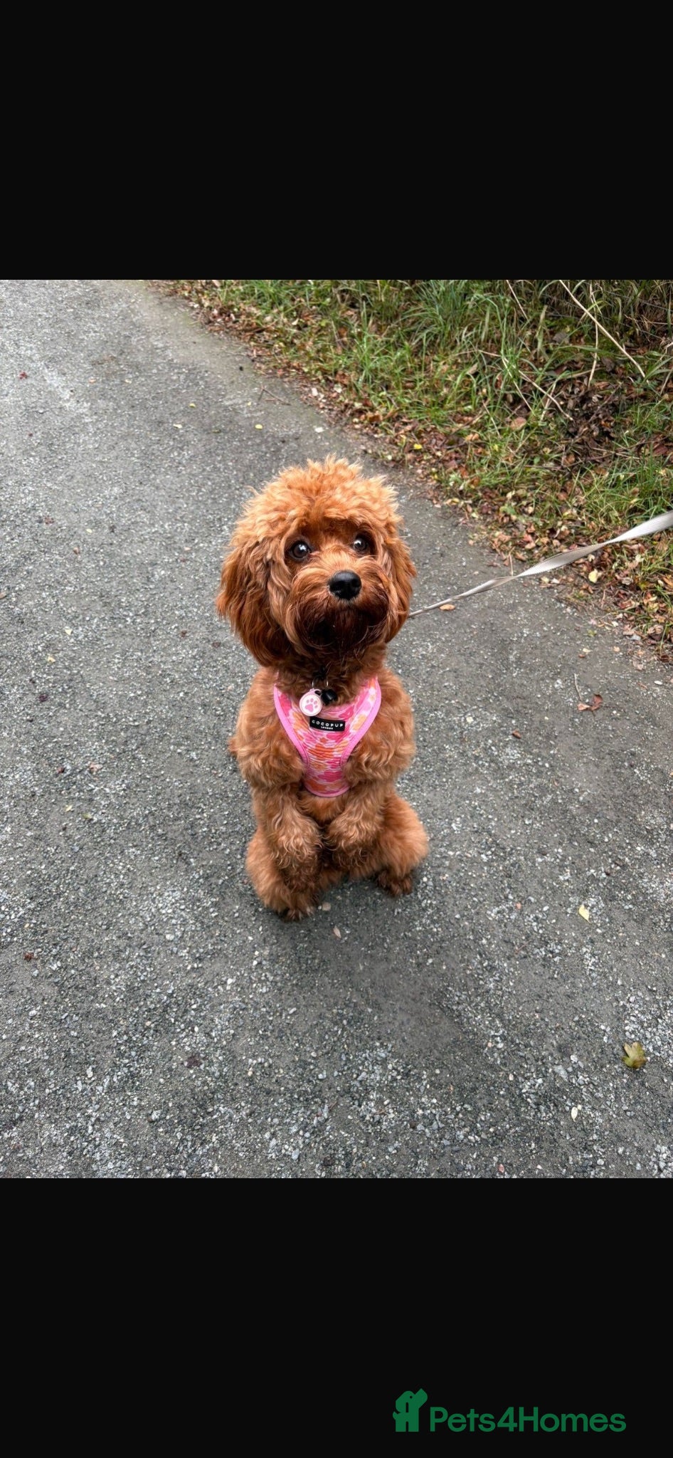 Cavapoo dogs F1 RED CAVAPOOS HEALTH TESTED KC PARENTS LICENSED  - Advert 2