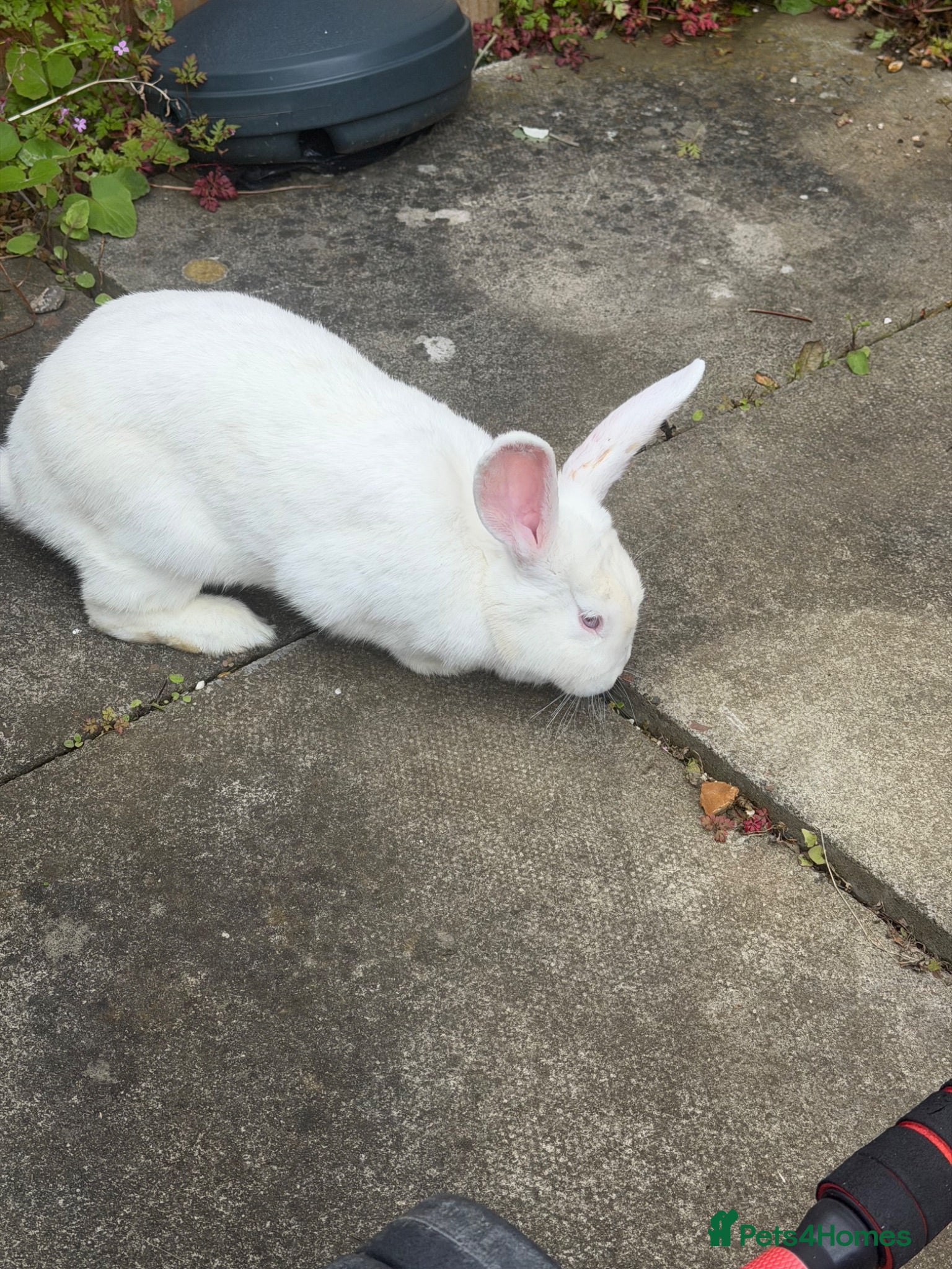 New Zealand rabbits Female white New Zealand - Advert 5