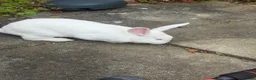 New Zealand rabbits for sale: Female white New Zealand - Advert 1
