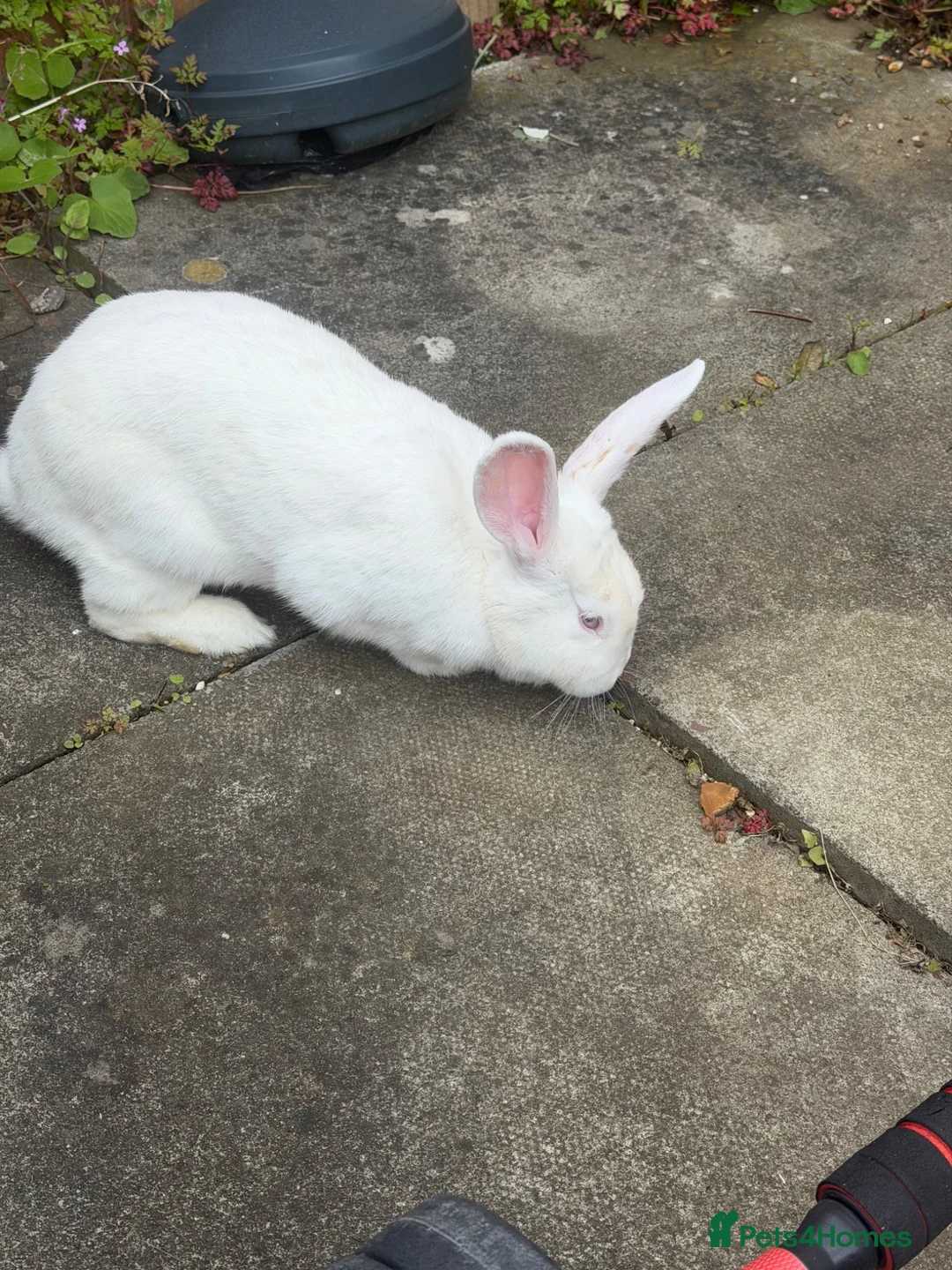 New Zealand rabbits for sale: Female white New Zealand - Advert 1