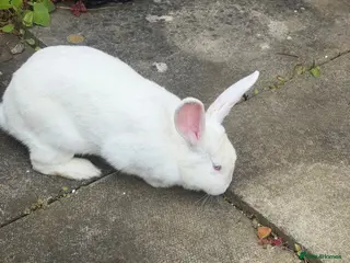 New Zealand rabbits Female white New Zealand - Advert 6
