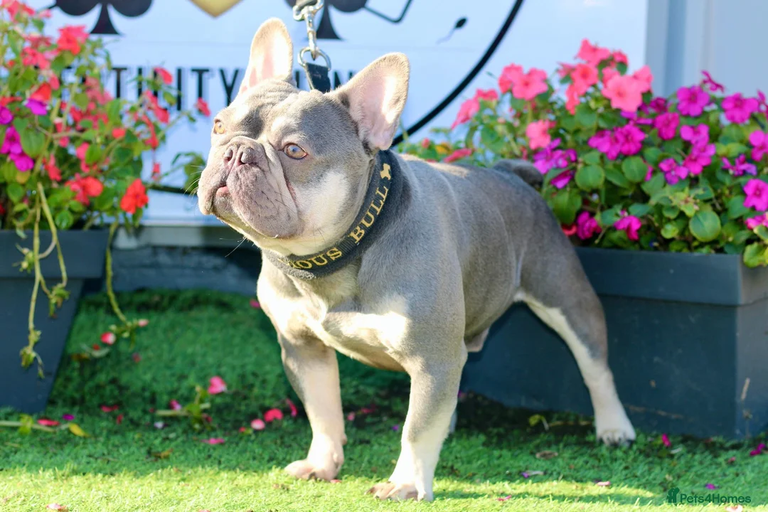 French Bulldog dogs for stud: Lilac and tan French bulldog package deal  in Basildon - Advert 2