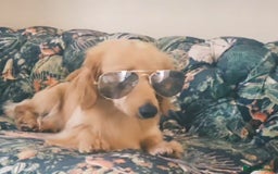 Miniature Dachshund dogs for sale: Kc registered cream proven stud dog  - Image 7