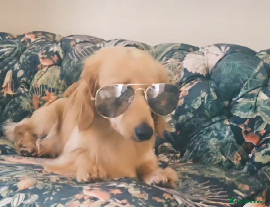 Miniature Dachshund dogs for sale: Kc registered cream proven stud dog  - Image 7