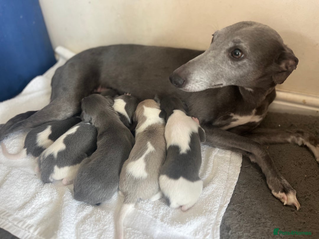 Whippet dogs for sale: Stunning blue bred whippet pups - Image 8