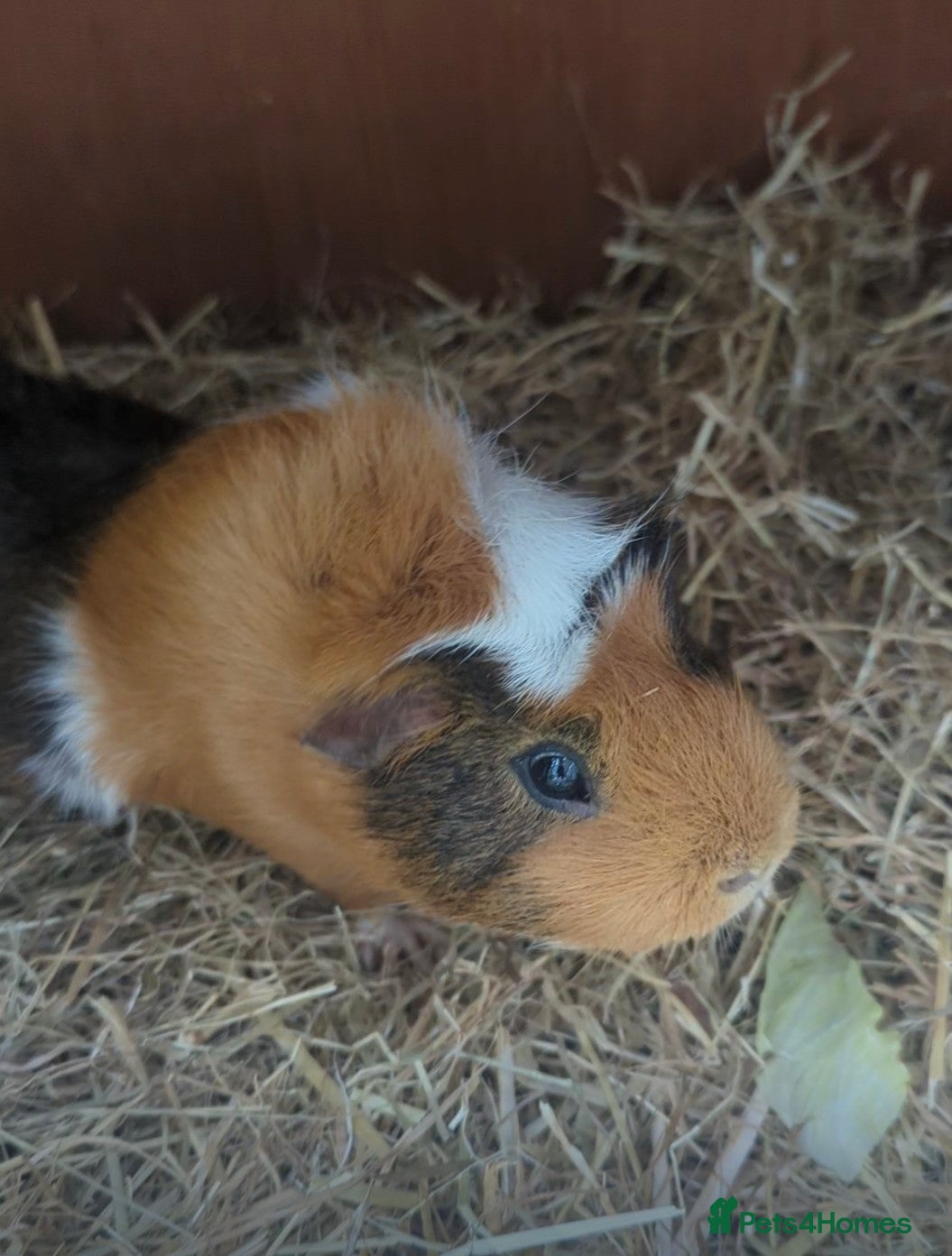 Guinea Pig rodents X2 male guinea pigs - Advert 2