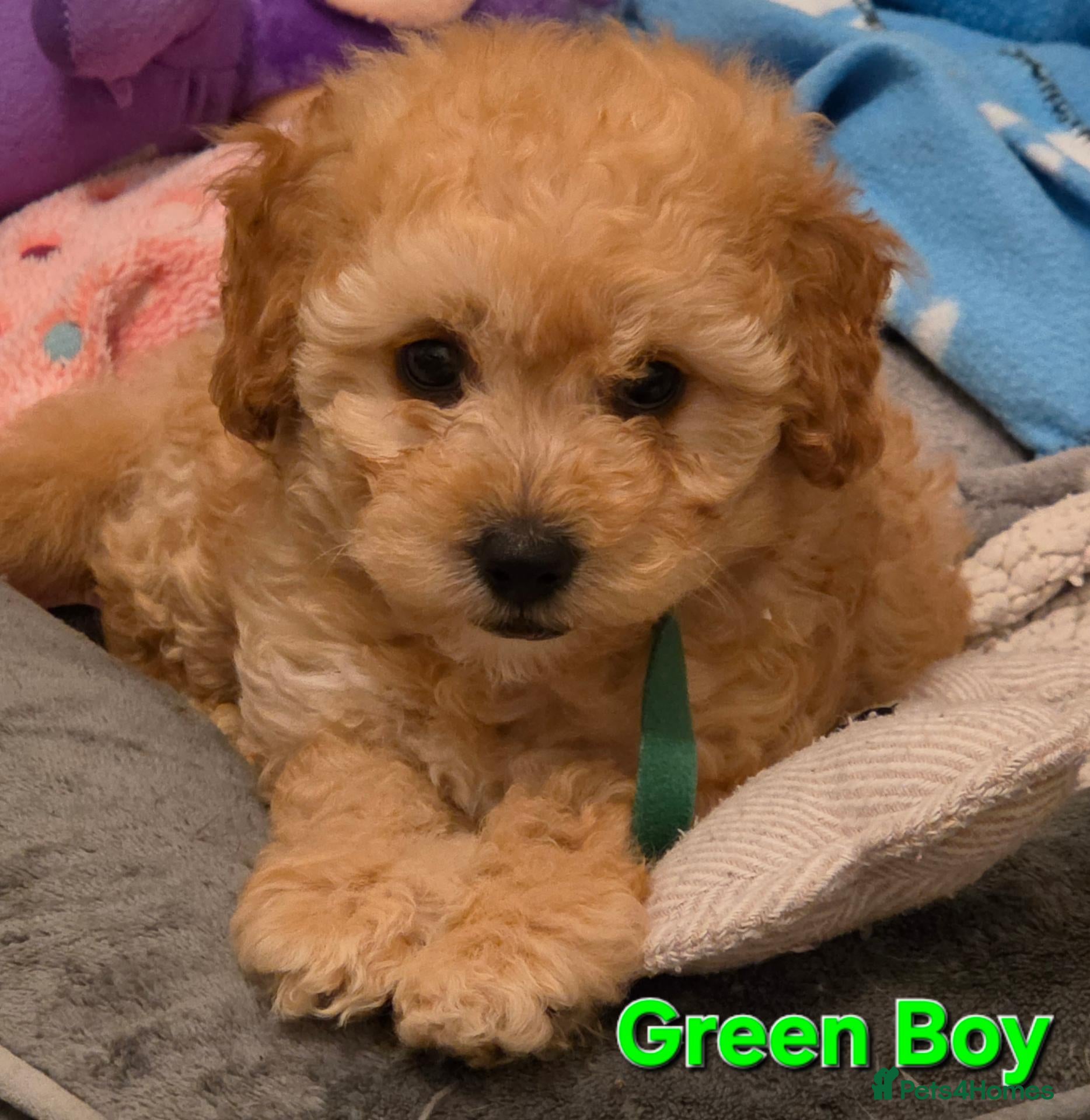 Maltipoo dogs 🐶3 beautiful maltipoo pups🐶 can leave Tuesday🐶 - Advert 13