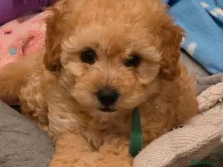 Maltipoo dogs 🐶3 beautiful maltipoo pups🐶 can leave Tuesday🐶 - Advert 13