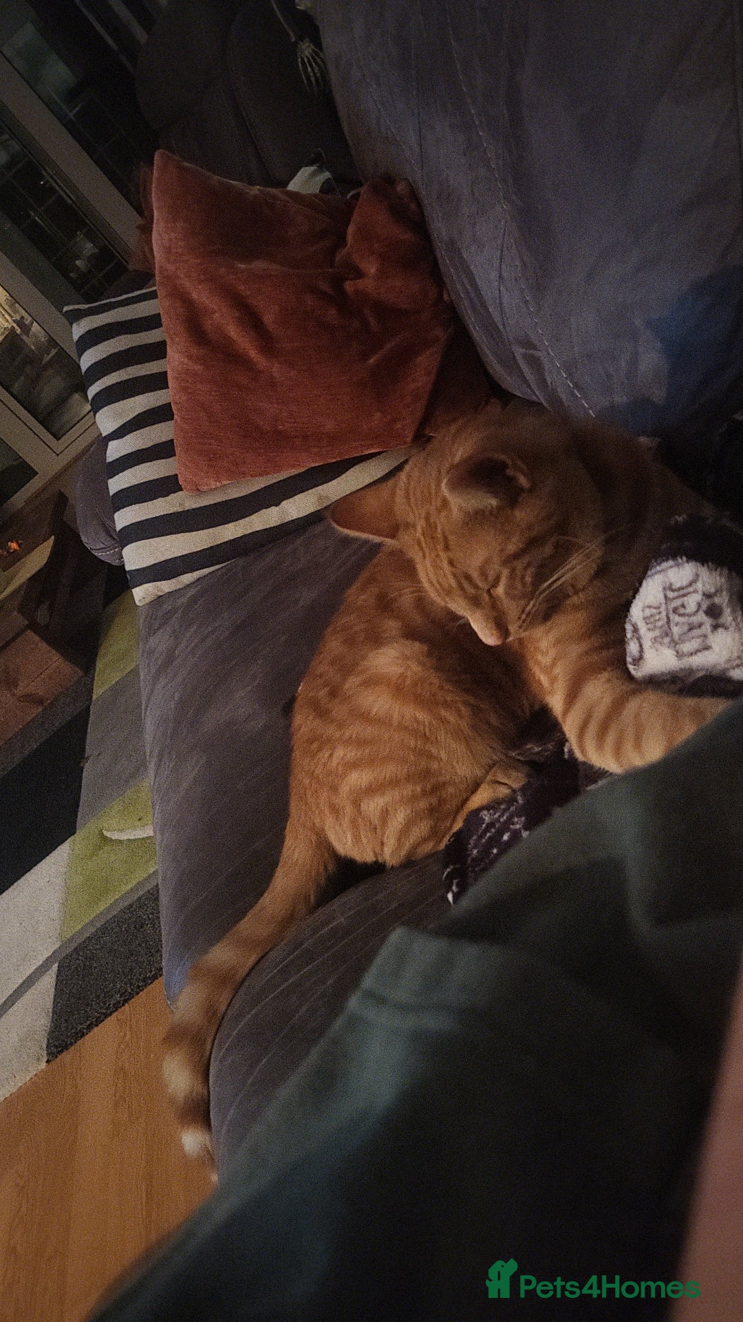 Domestic Shorthair cats for sale: Male kitten - Advert 1