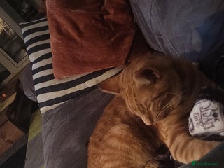 Domestic Shorthair cats Male kitten - Advert 3