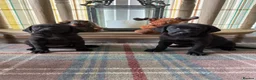 Labrador Retriever dogs for sale: READY NOW Beautiful KC reg girls - health tested - Advert 1