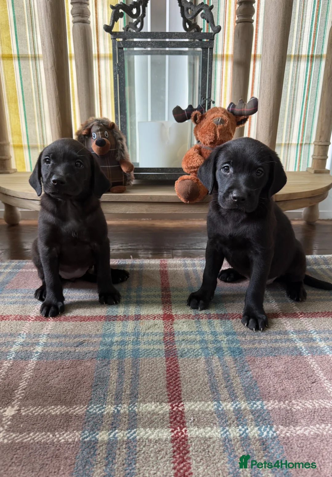 Labrador Retriever dogs for sale: READY NOW Beautiful KC reg girls - health tested - Advert 1