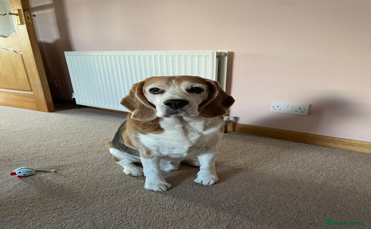 Beagle dogs - Advert 1