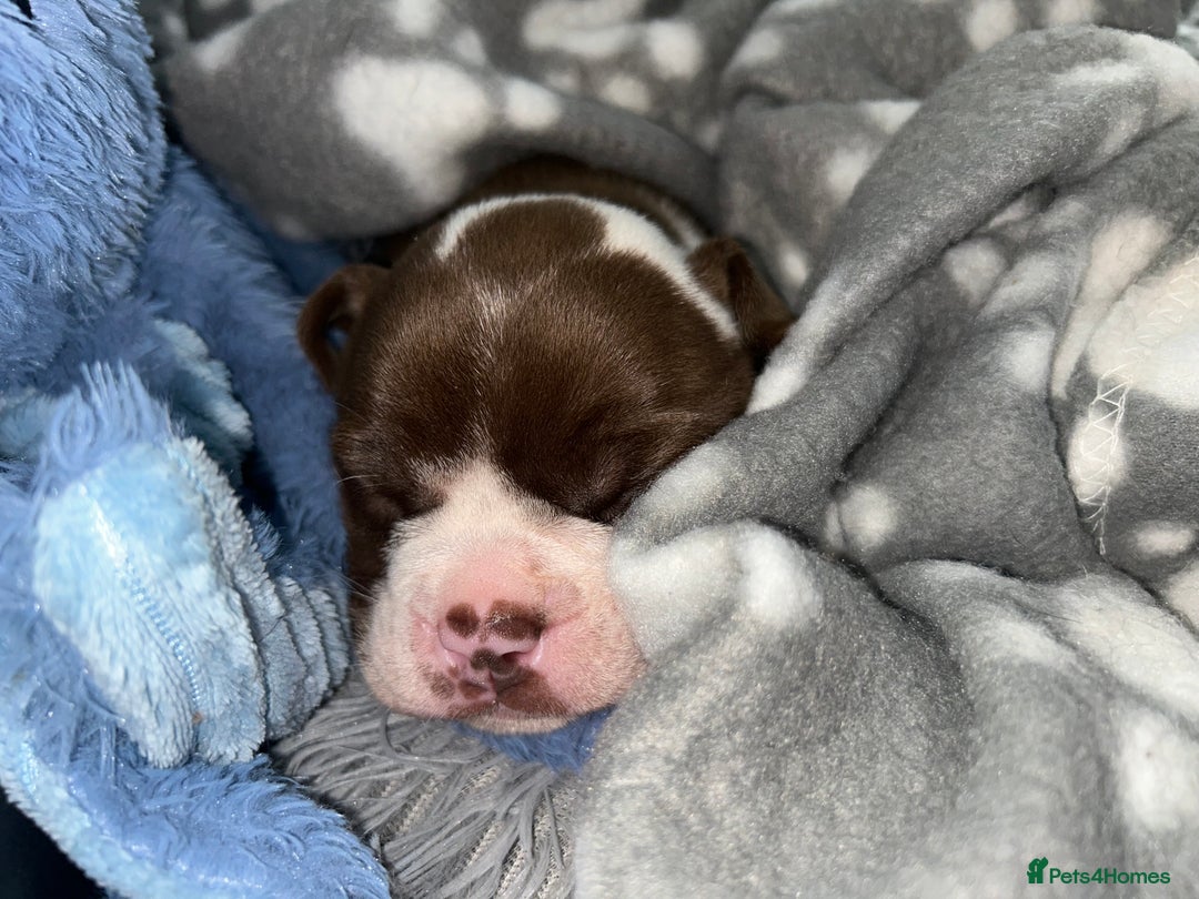 Olde English Bulldogge dogs for sale: MUST SEE OLDE ENGLISH PUPPIES!!  - Image 34