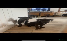 Great Dane dogs for sale: 7 left -12 beautiful Great Dane puppies black/blue - Image 5