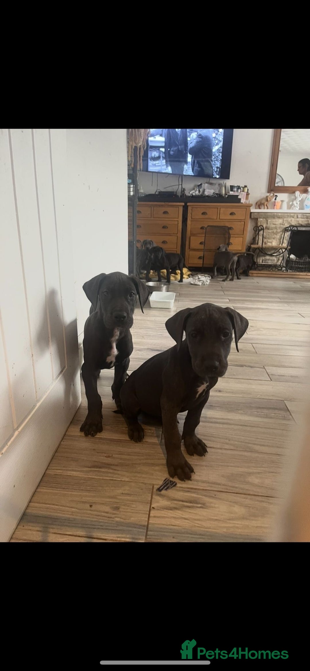 Great Dane dogs for sale: 7 left -12 beautiful Great Dane puppies black/blue - Image 5