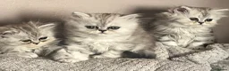 Persian cats for sale: Beautiful blue eyed Persian  - Advert 8