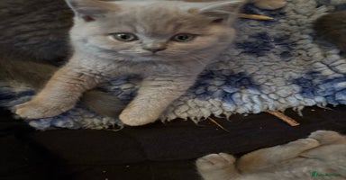 British Shorthair cats - Advert 9