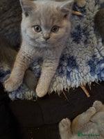 British Shorthair cats - Advert 12