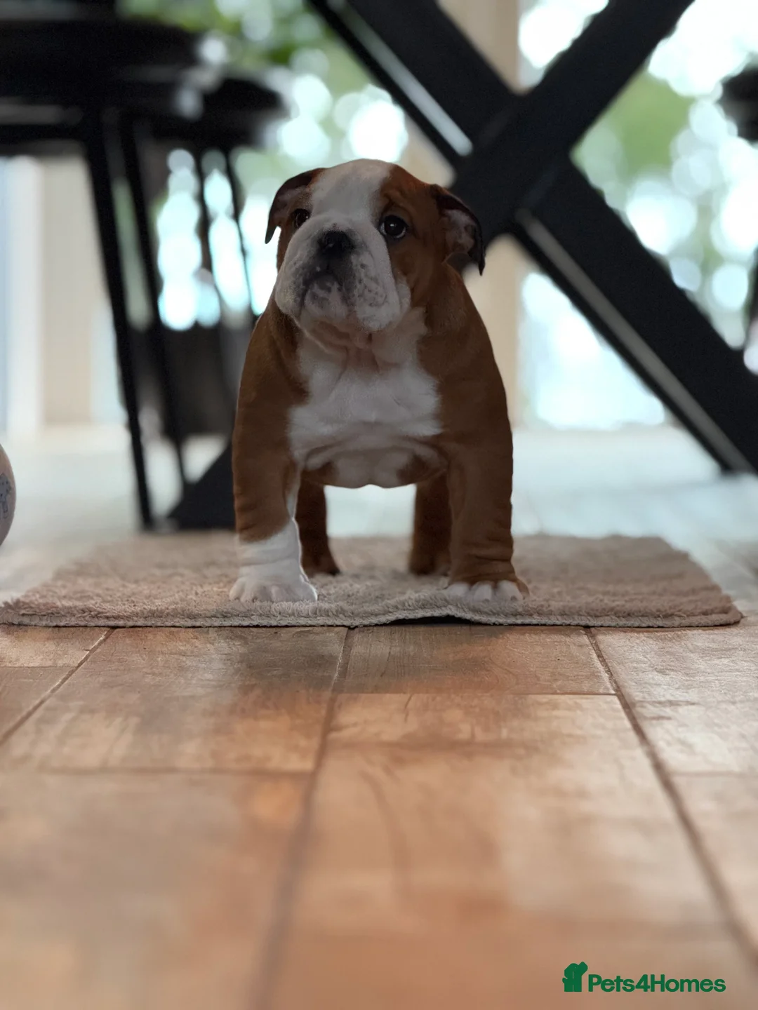 English Bulldog dogs for stud: Gold 🥇Health Tested KC registered Boy in Newport - Advert 15
