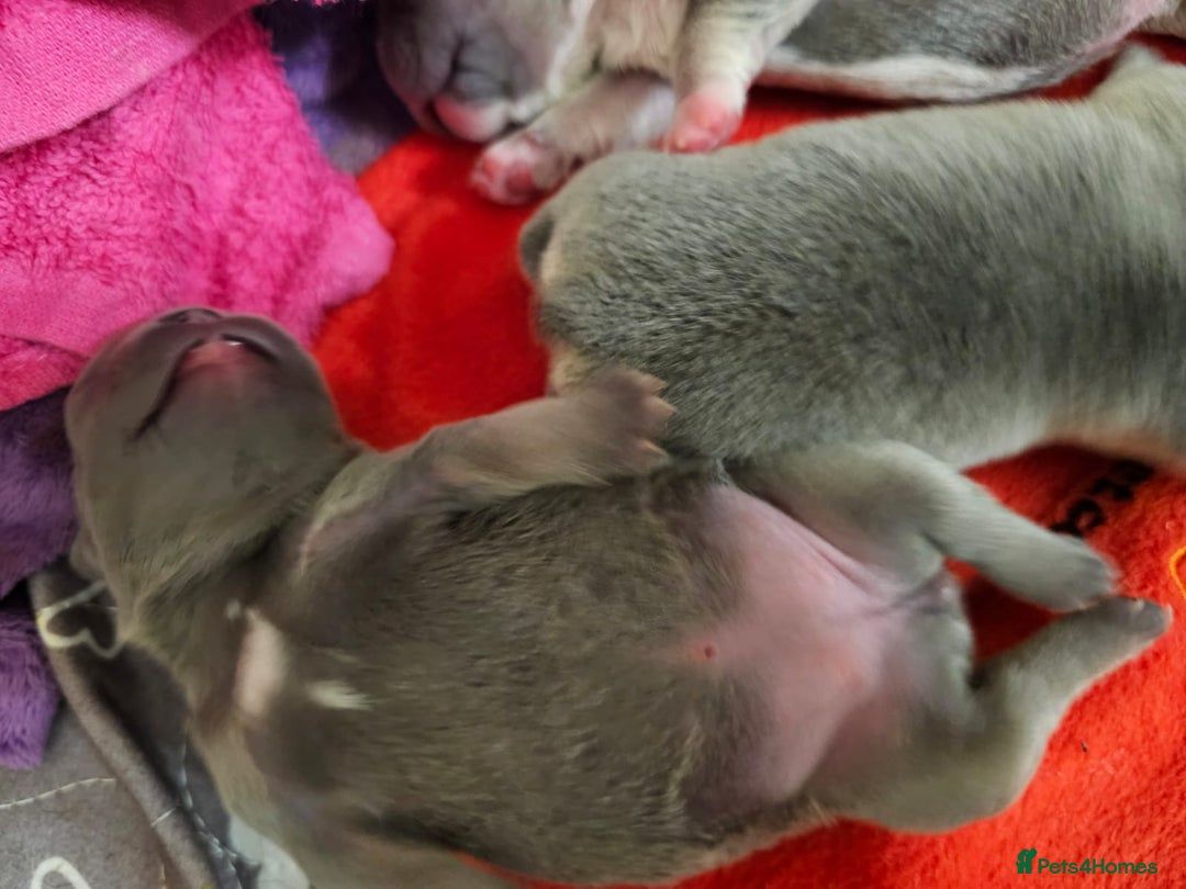 French Bulldog dogs for sale: DISCOUNT AVAILABLE FOR SERIOUSLY INTERESTED BUYERS - Advert 9