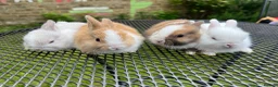 Netherland Dwarf rabbits for sale: New netherland dwarf babies - Advert 2