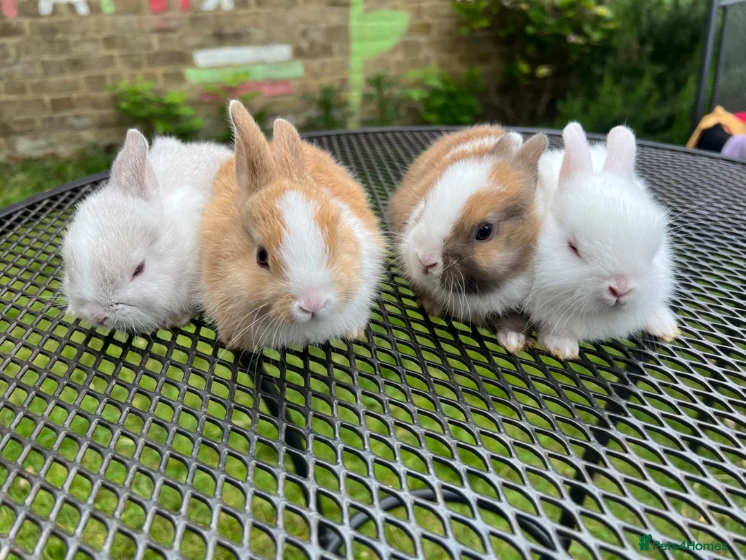 Netherland Dwarf rabbits for sale: New netherland dwarf babies - Advert 2
