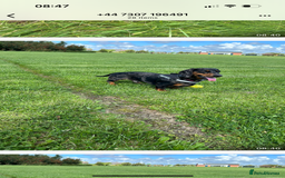Dachshund dogs for stud: Stunning male standard dachshund for stud - Image 4