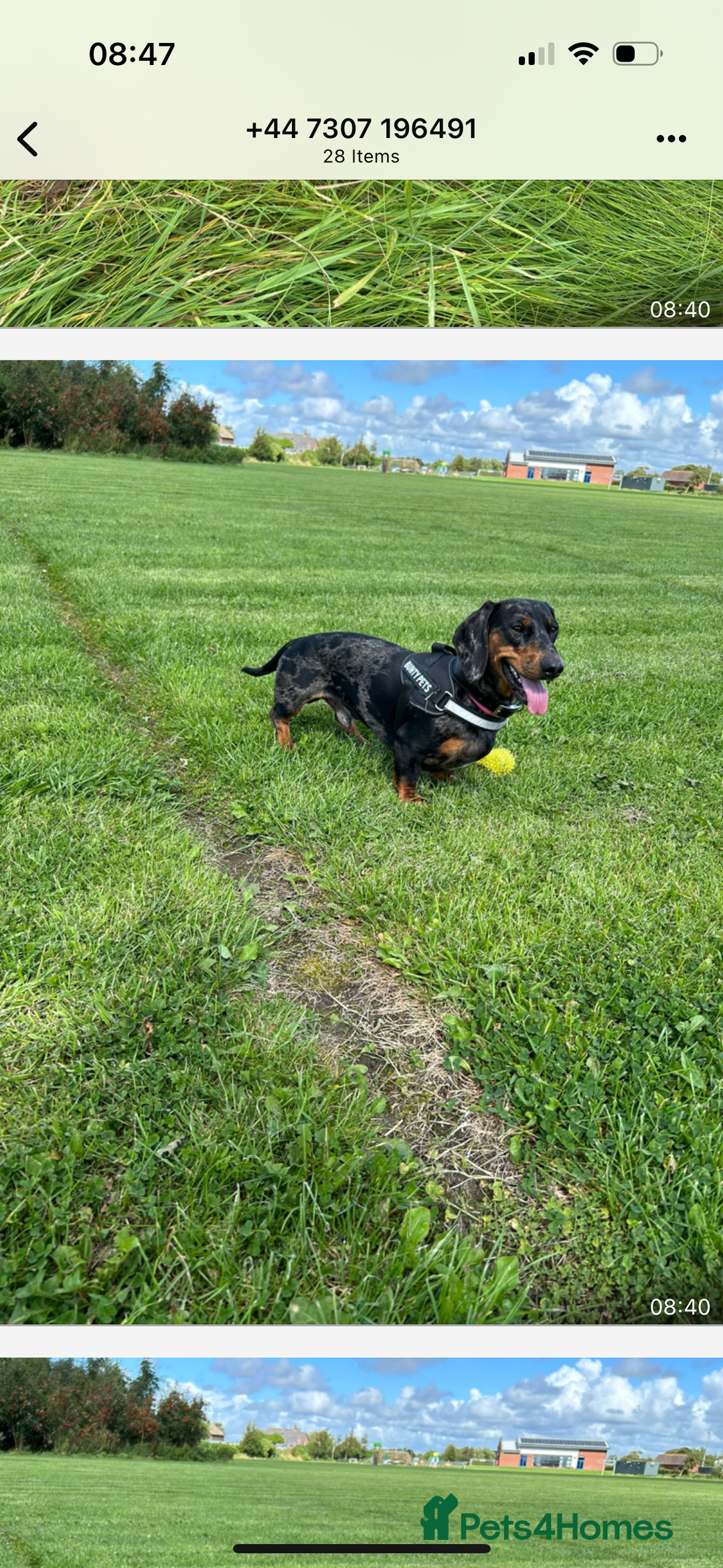 Dachshund dogs for stud: Stunning male standard dachshund for stud - Image 4