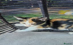 Persian cats for sale: Very beatifull mix breed/Persian kittens  - Image 25