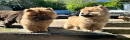 Chow Chow dogs for sale: Chow chow  - Advert 6