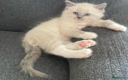 Ragdoll cats for sale: Honest playful rag dolls  up for new homes - Image 3