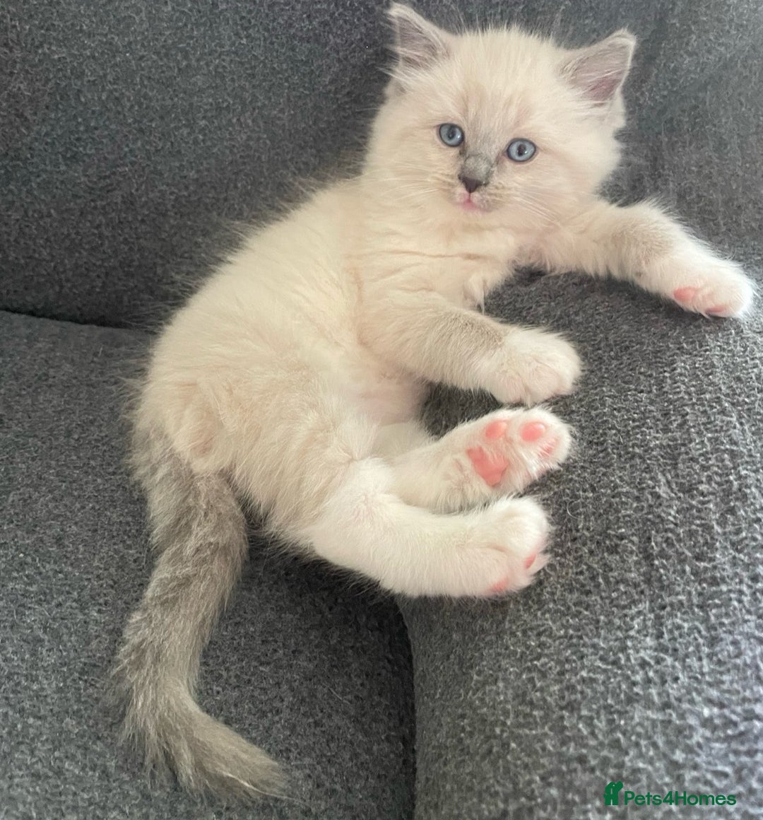 Ragdoll cats for sale: Honest playful rag dolls  up for new homes - Image 3