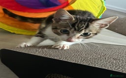 Bengal cats for sale: Two remaining kittens  - Image 4
