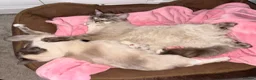 Ragdoll cats for sale: Ragdoll kittens for sale Fleet in Fleet - Advert 5