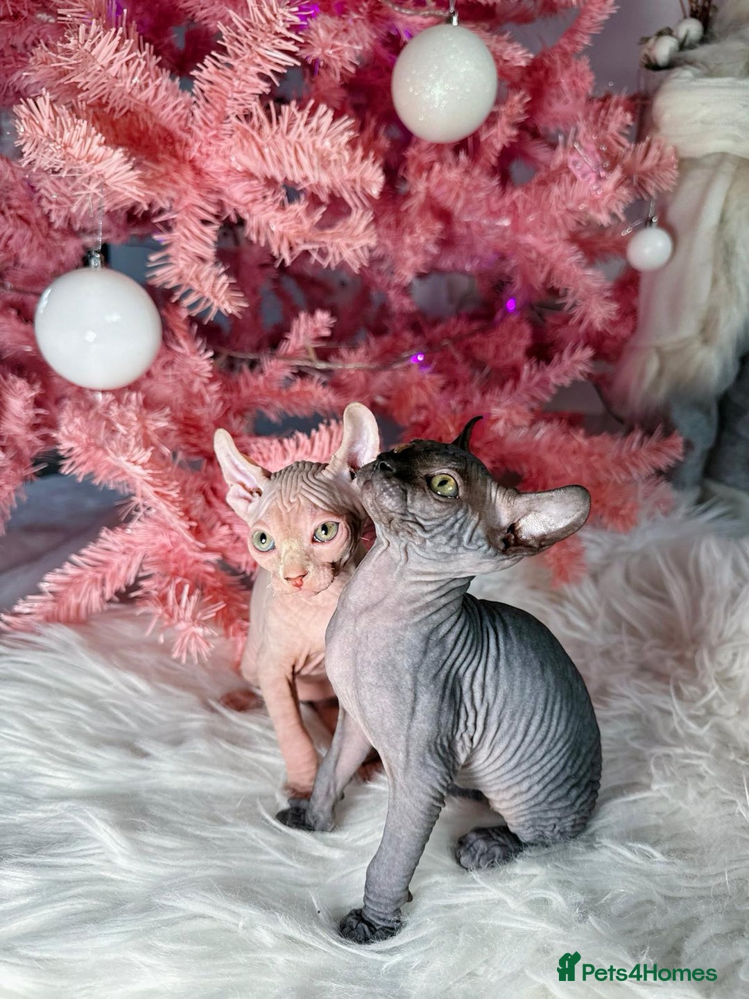 Sphynx cats for sale: 🌟 Stunning Sphynx & Elf Kittens  - Advert 3