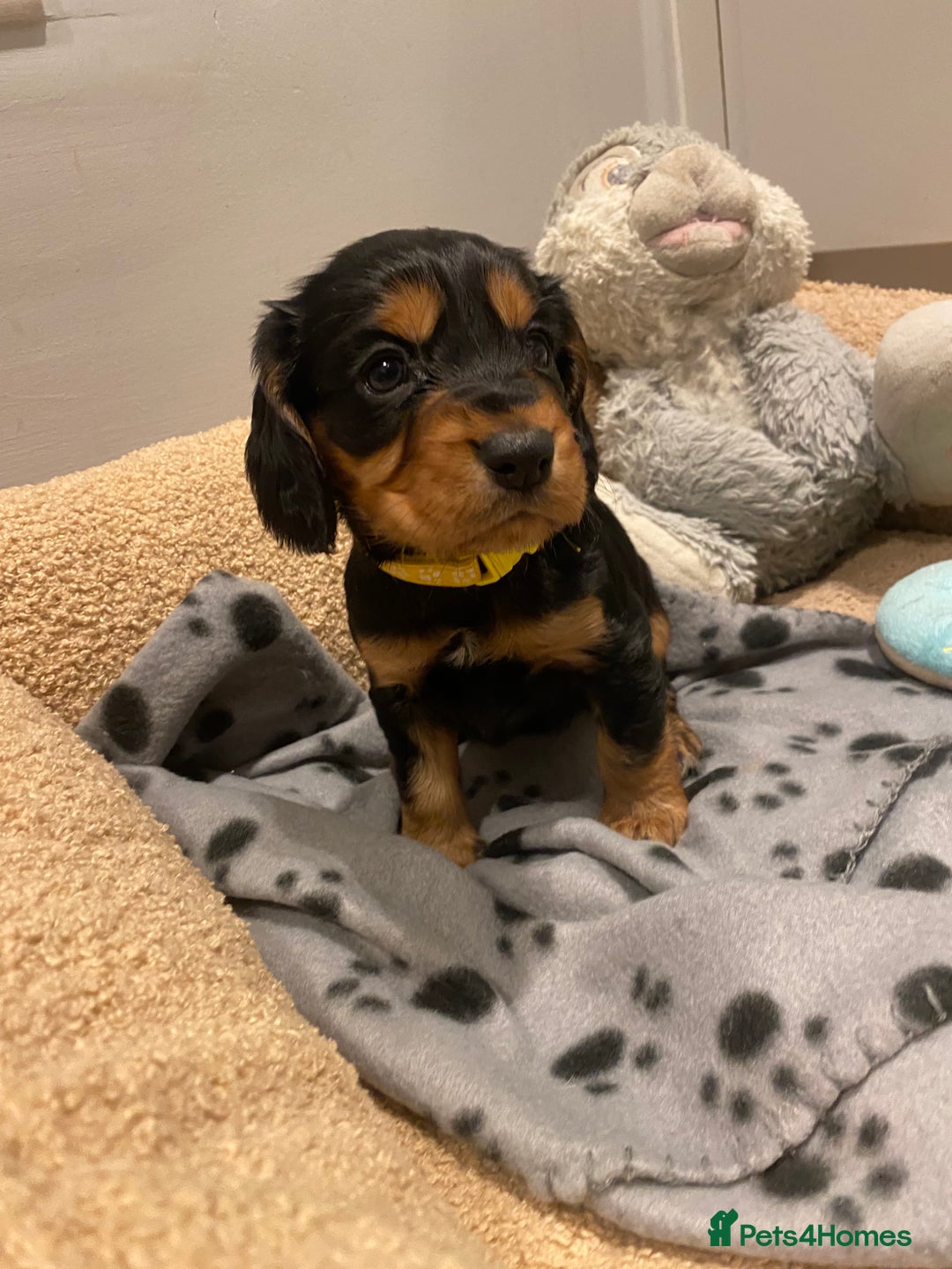 Cocker Spaniel dogs for sale: 2X cocker spaniel pups left  - Advert 3