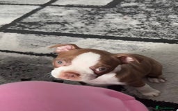 Boston Terrier dogs for sale: Boston terrier puppy - Image 3