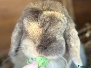 Mini Lop rabbits Chocolate Harli mini lop doe - Advert 18