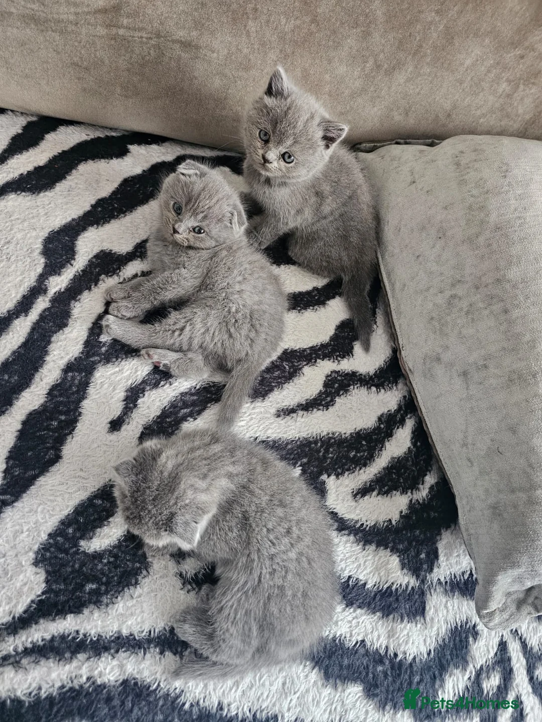 Scottish Fold cats for sale: Adorable Scottish-British Mix Kittens for SAle in Borehamwood - Advert 2