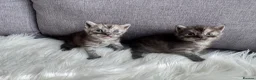 Egyptian Mau cats for sale: TICA Reg.Exceptional SILVER SMOKE EgyptianMAUxBeng - Advert 1
